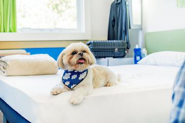 Pet-friendly