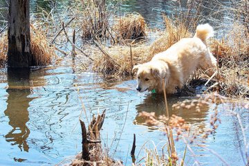 Pet-friendly amenities
