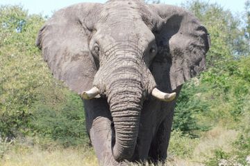 Game viewing