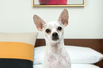 Pet Friendly 89 of 91