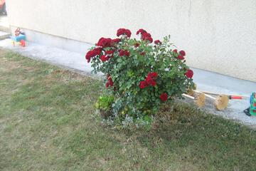 Photo 36