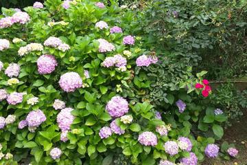 Photo 28