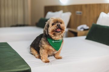 Pet-friendly amenities
