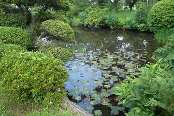 Japanese garden