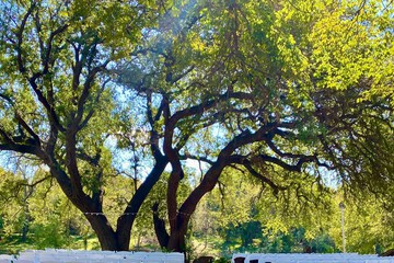 Outdoor wedding area