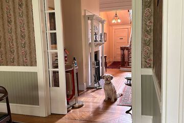 Pet-friendly