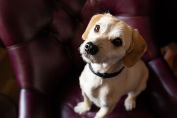 Pet Friendly 77 of 84