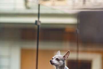 Pet-friendly