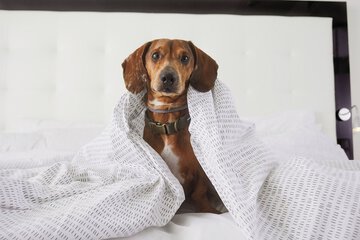 Pet-friendly