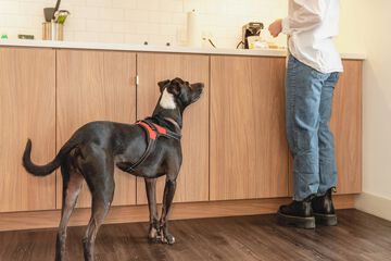 Pet Friendly 75 of 81