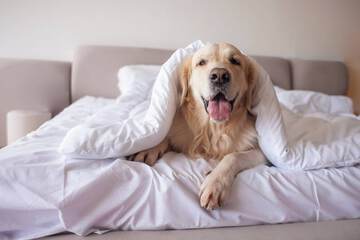 Pet-friendly