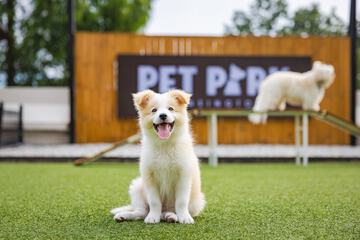 Pet-friendly