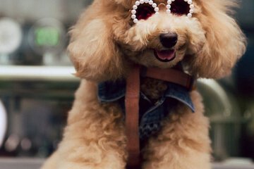 Pet-friendly