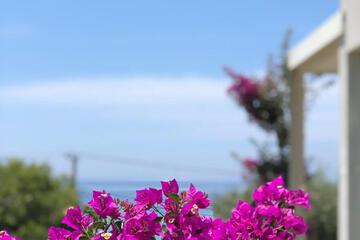 Photo 51