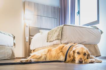 Pet-friendly