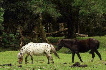 Horseback riding