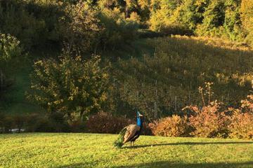 Photo 41