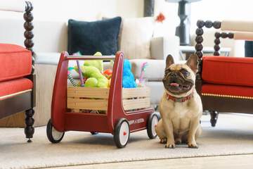 Pet-friendly