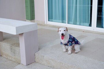 Pet-friendly