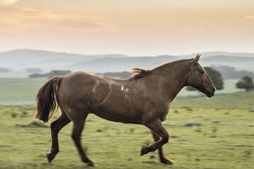Horseback riding