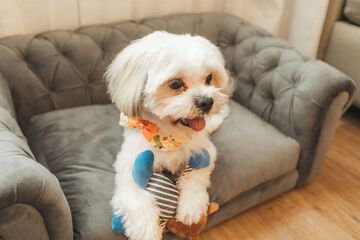 Pet-friendly