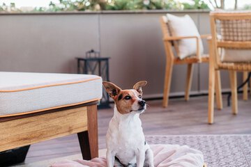 Pet-friendly