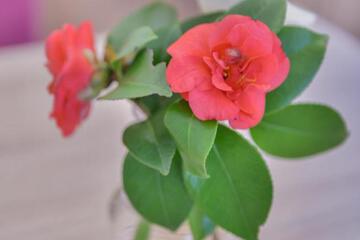 Photo 61