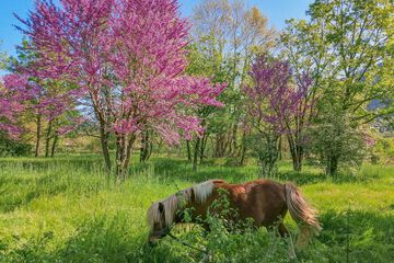 Horseback riding