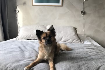 Pet-friendly