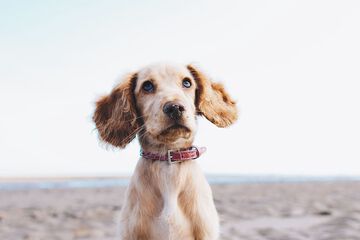 Pet-friendly
