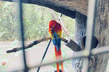 Game viewing