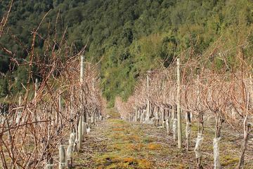 Vineyard