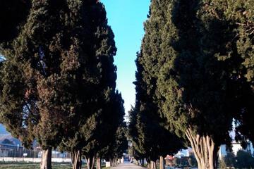 Photo 35