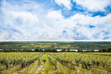 Vineyard