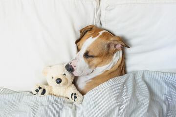 Pet-friendly