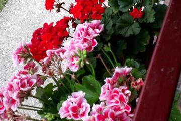 Photo 31