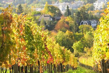 Vineyard