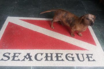 Pet-friendly
