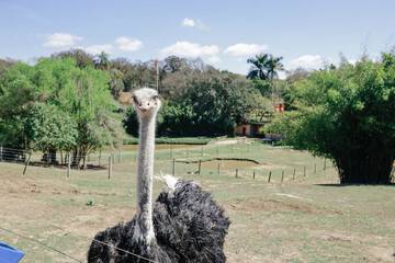 Game viewing