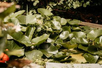 Photo 44