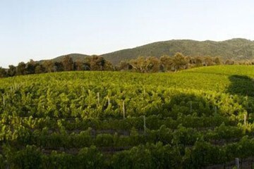 Vineyard