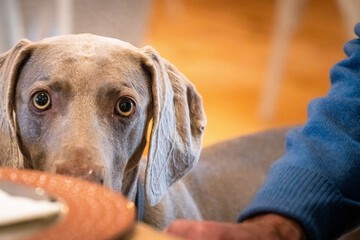 Pet-friendly