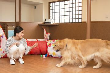 Pet-friendly amenities