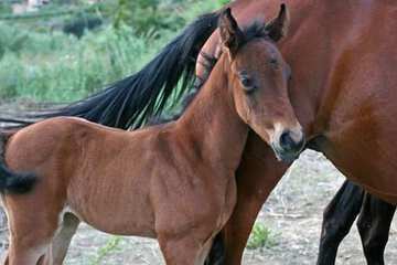 Horseback riding