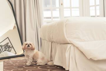 Pet-friendly amenities