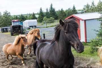 Horseback riding