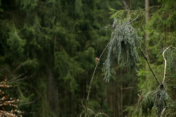 Hiking