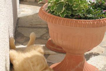 Photo 48