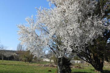 Photo 42