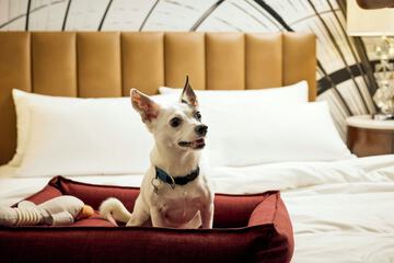 Pet-friendly